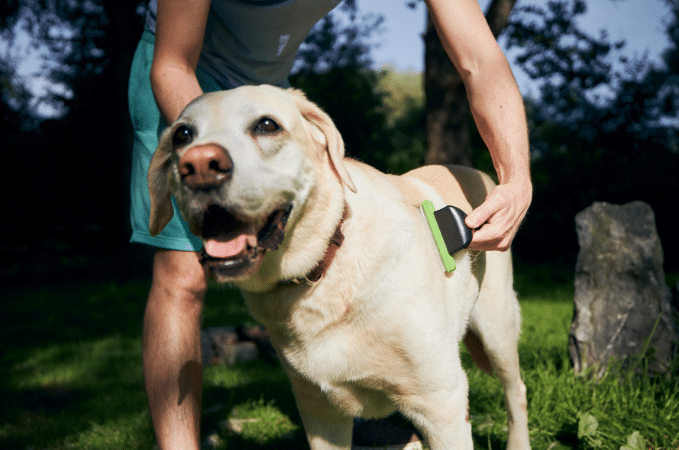 Fellwechsel beim Hund