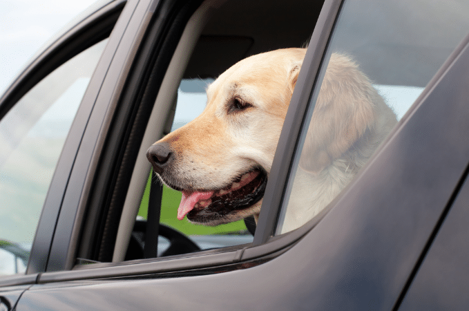 Hundehaare im Auto entfernen