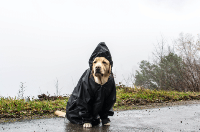 Hundehandtuch und Regencape gegen nasses Fell