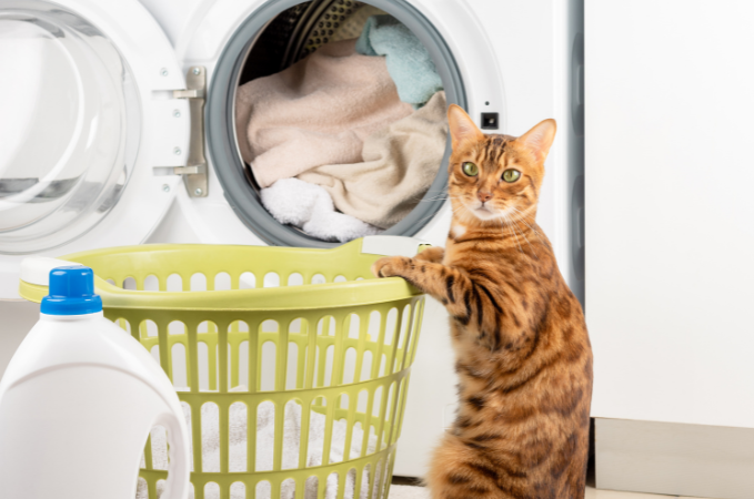 Katzenhaare Waschmaschine