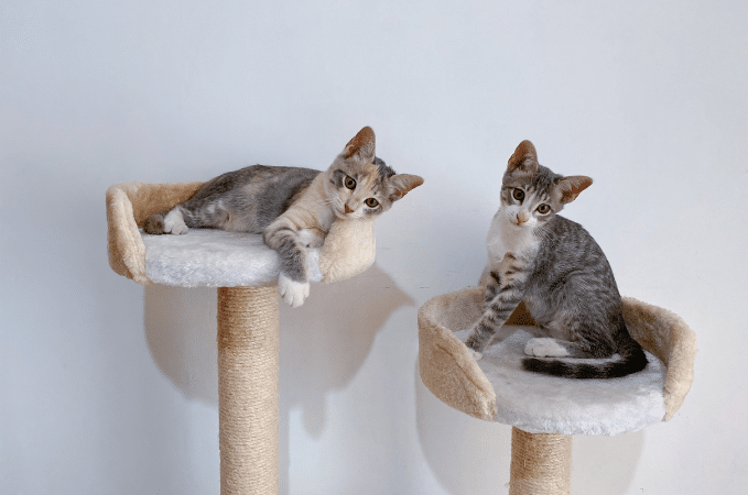 Katzenhaare vom Katzenschlafplatz entfernen